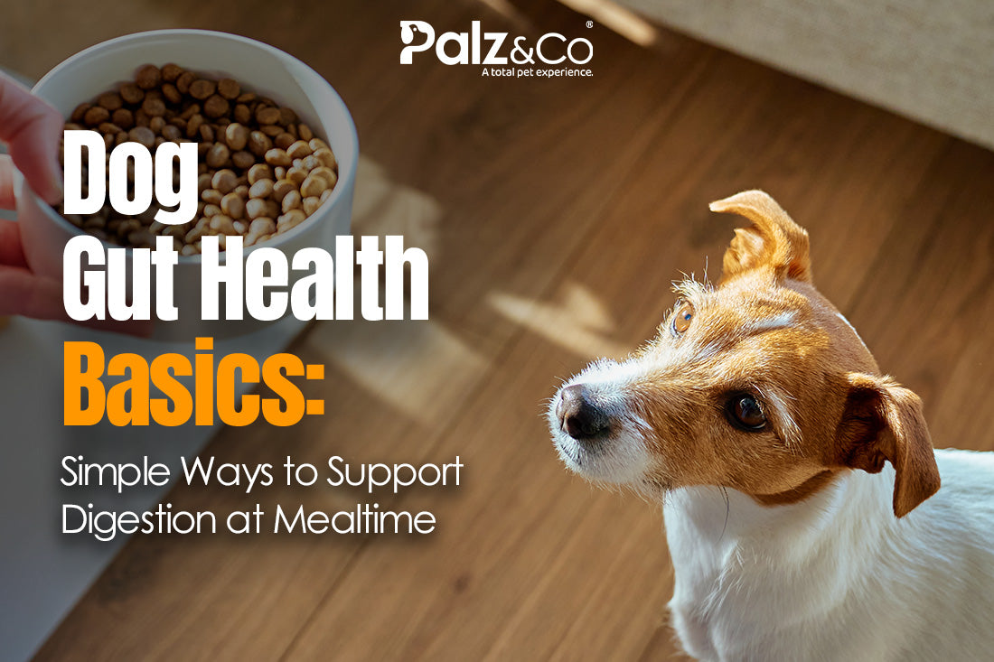 Dog Gut Health Basics: Simple Ways to Support Digestion at Mealtime