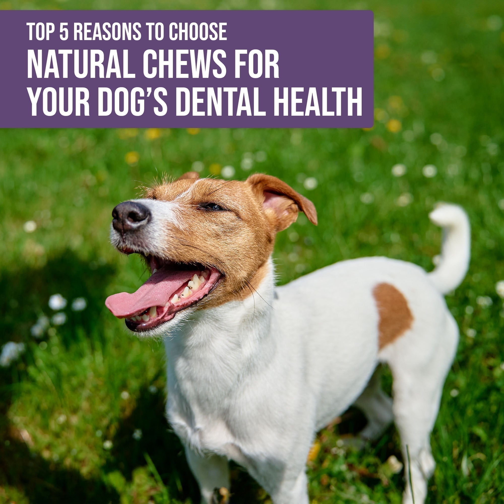 Top 5 Reasons to Choose Natural Palz&Co Chews for Your Dog’s Dental Health