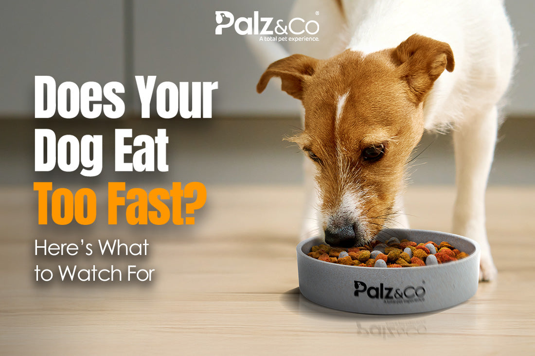 Dog eating from the Palz&Co Eco Bowl Slow Feeder