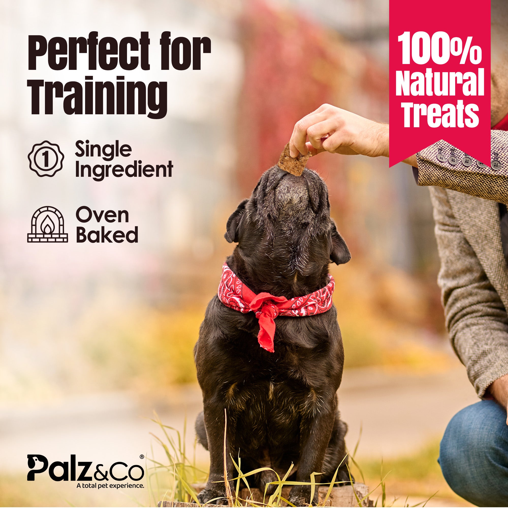 Birddog Chicken Bites Dog Treats, Grain-Free - 6 oz Secondary image