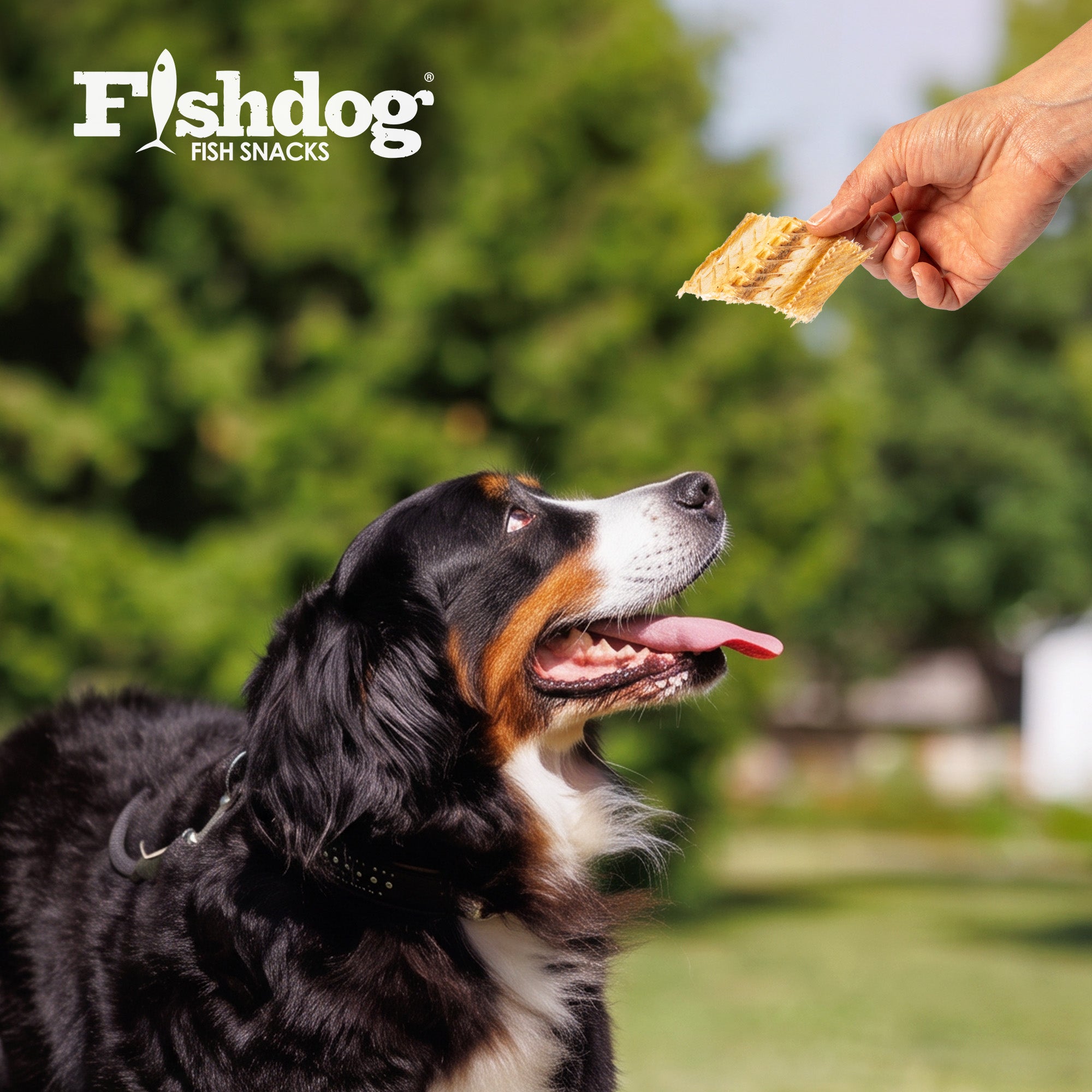 Fishdog Fish Snacks Dog Treats - 2.5 oz