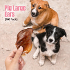 Hogdog Pig Large Ears - Pack of 100
