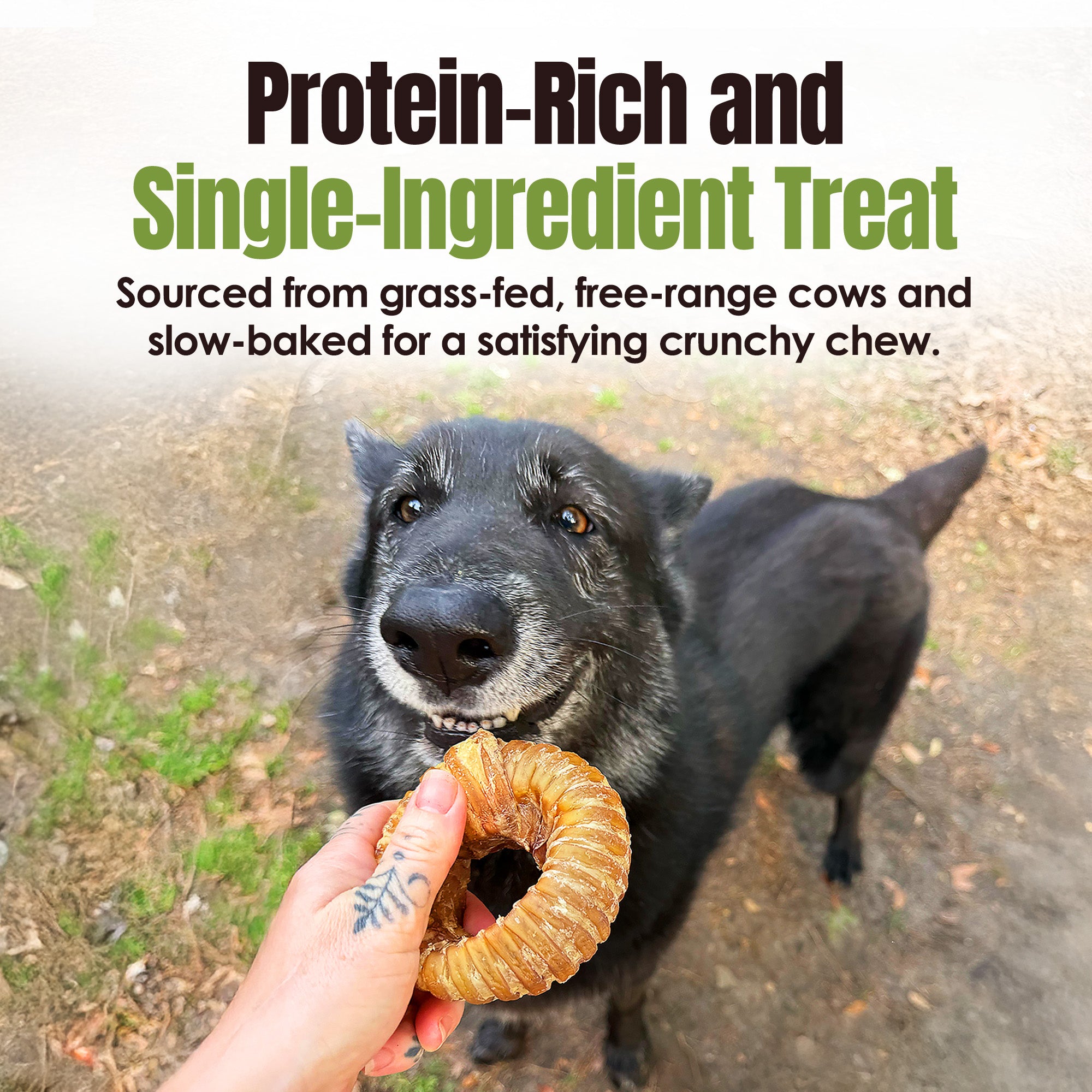Moodog Trachea Donut - Pack of 1