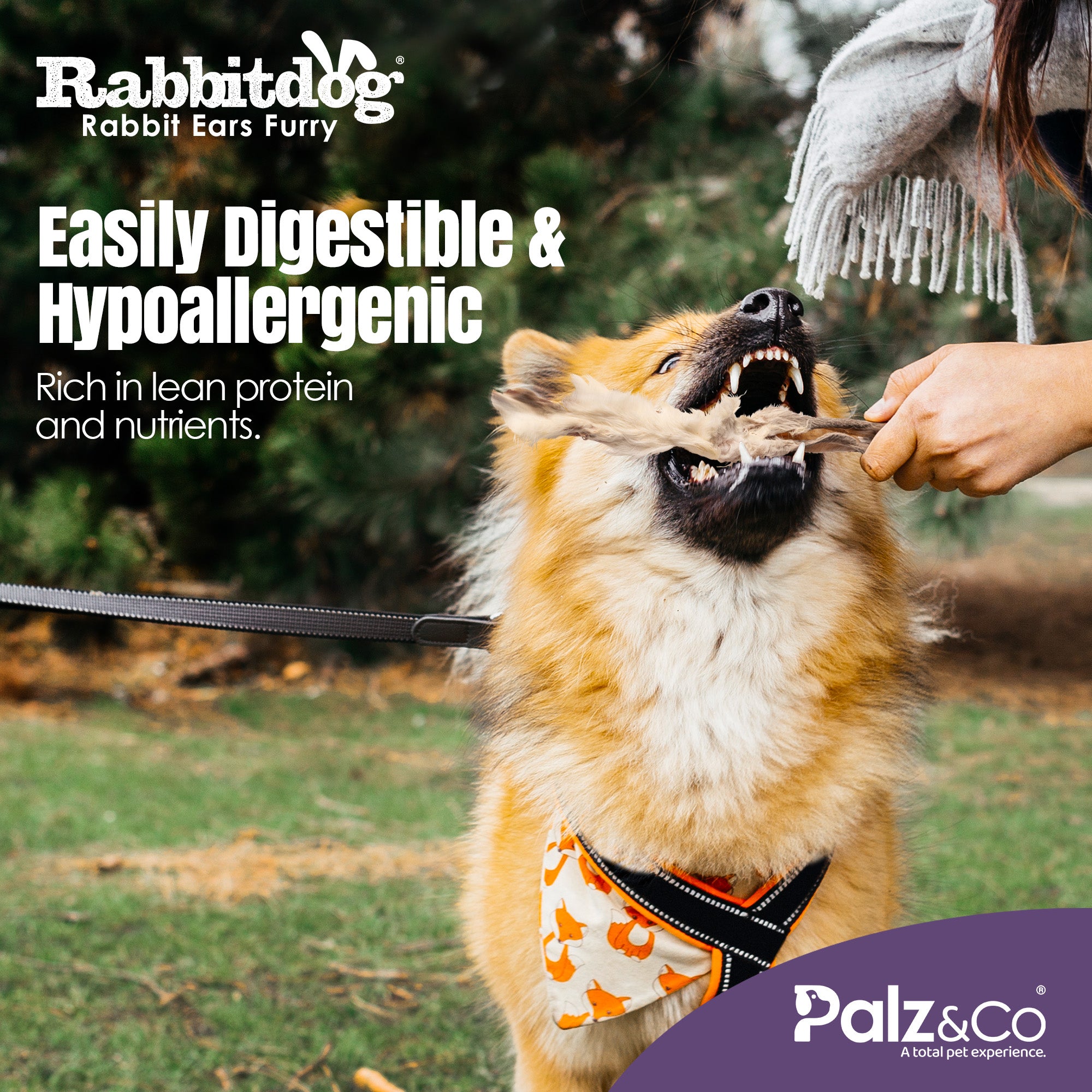 Rabbitdog Rabbit Ears (With Fur) - Pack of 10, 15, & 25