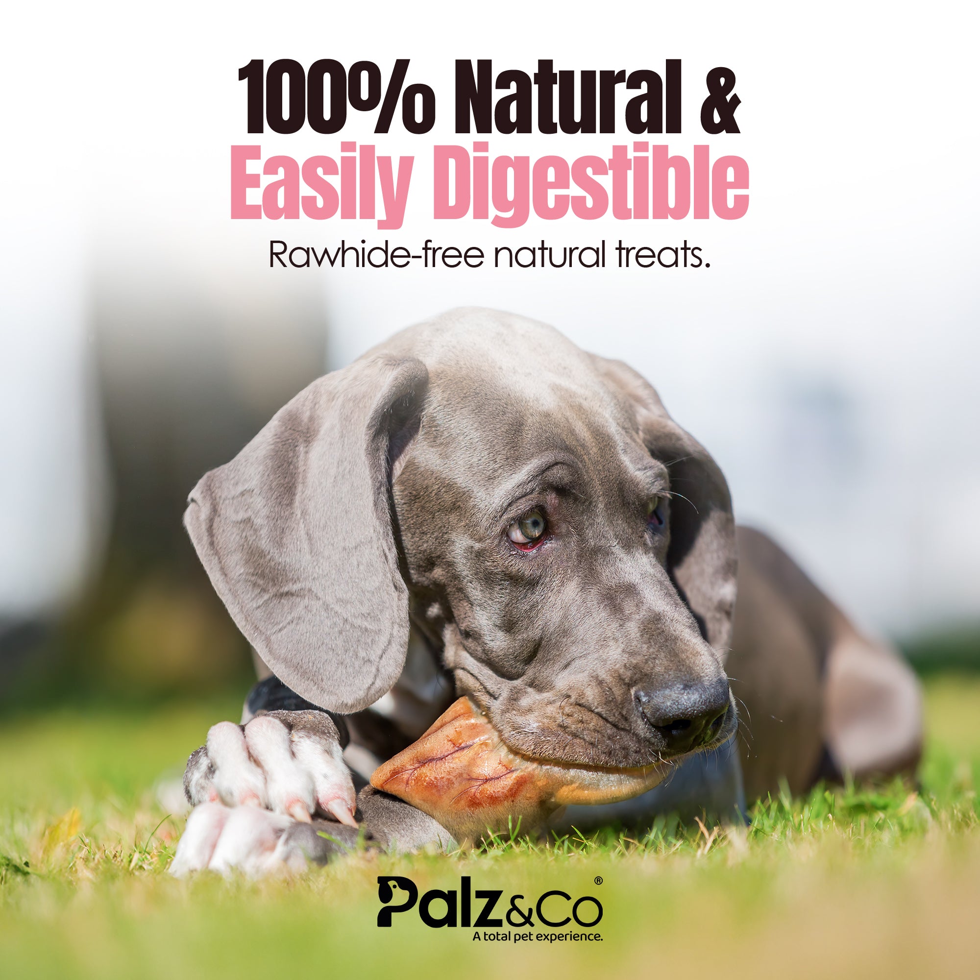 Hogdog Pig Large Ears - Pack of 100