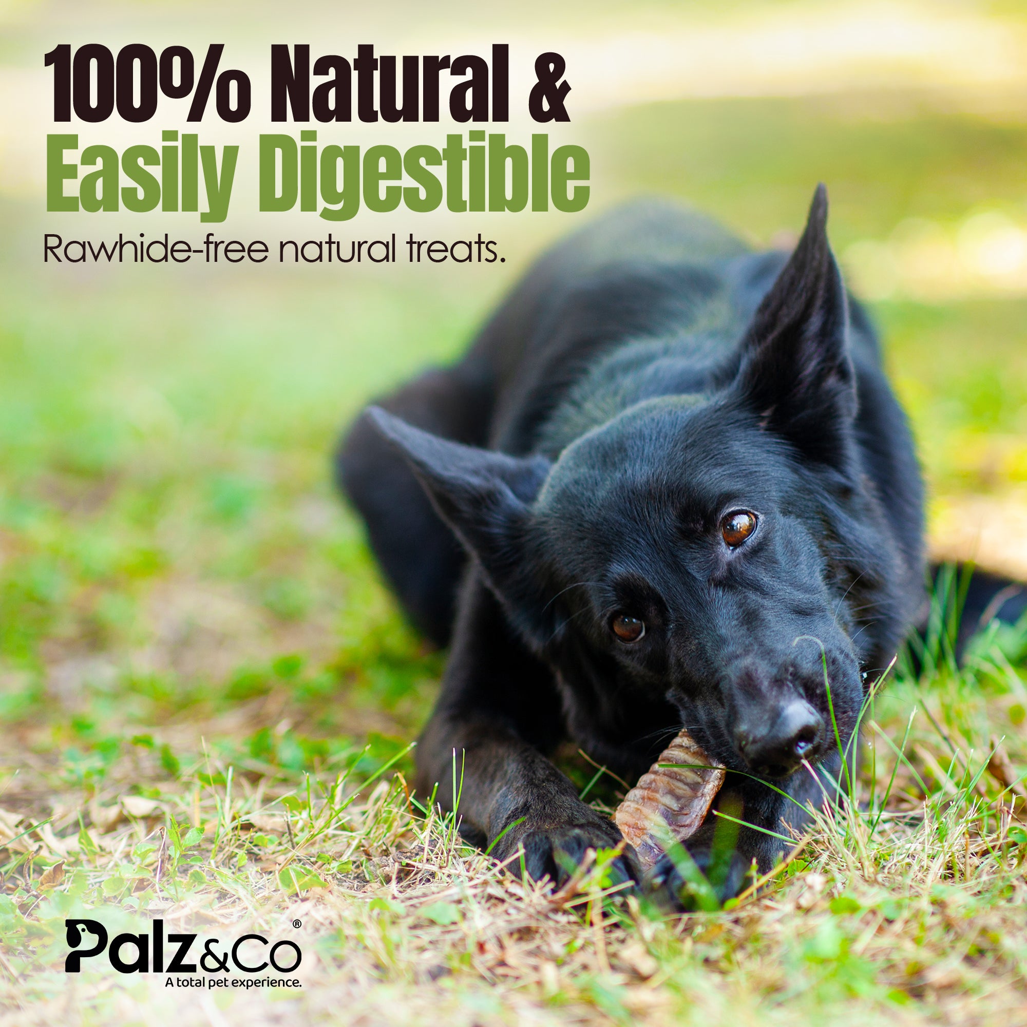 Moodog Beef Trachea Flat 6x2" - Pack of 4