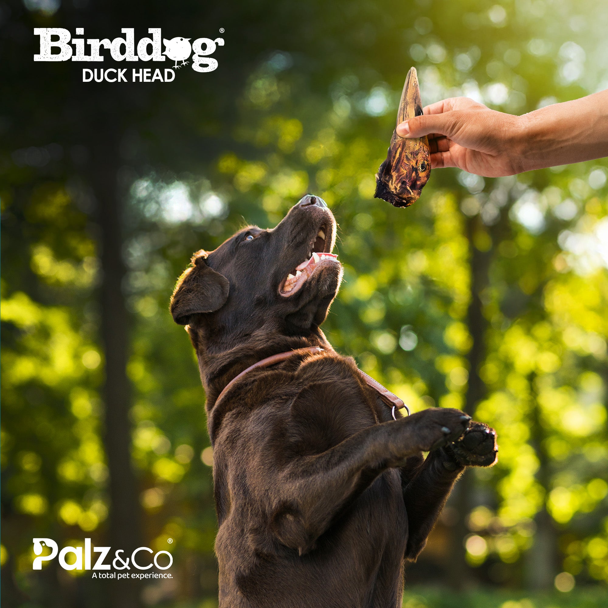 Birddog Duck Head - Pack of 20 Secondary image