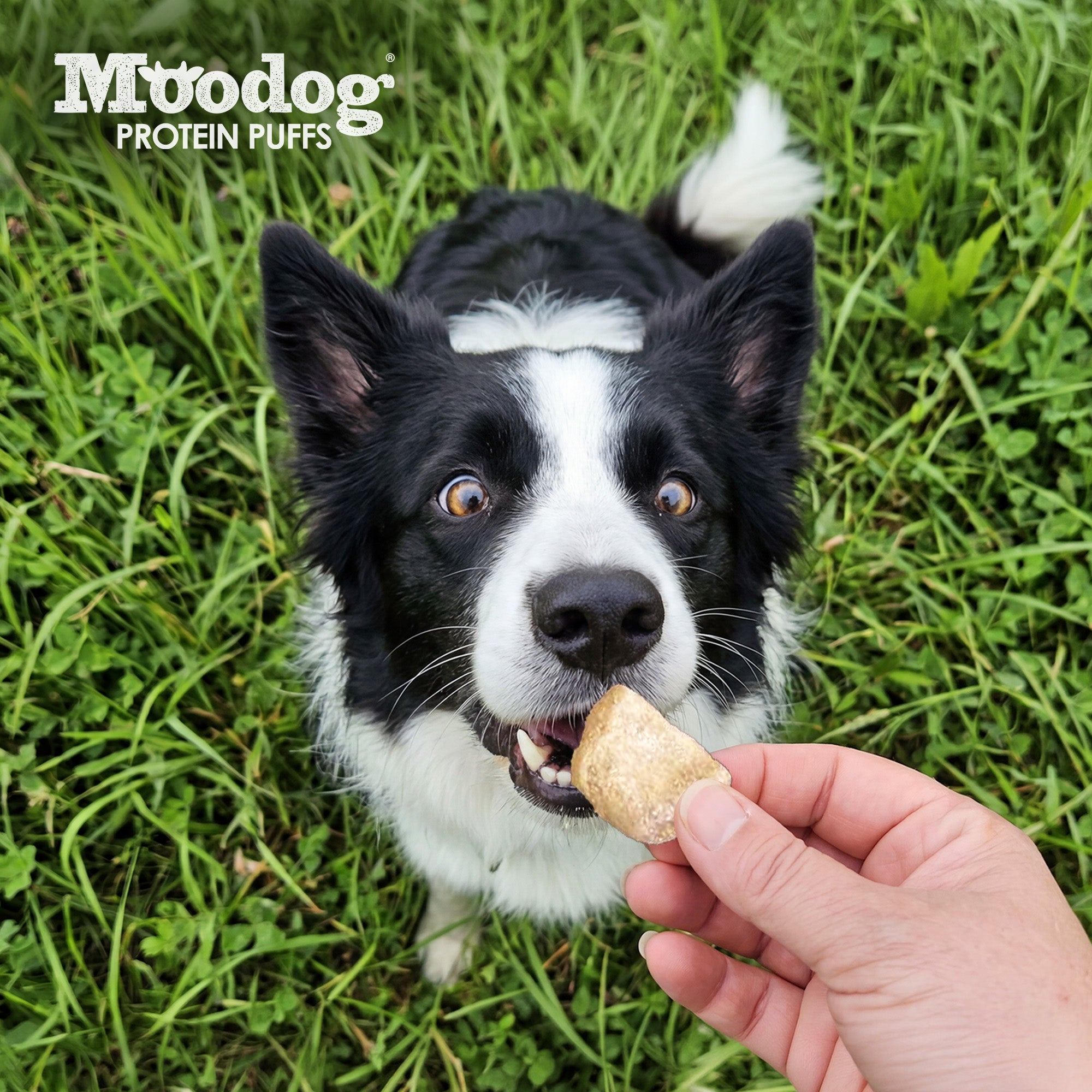 Moodog Beef Protein Puffs