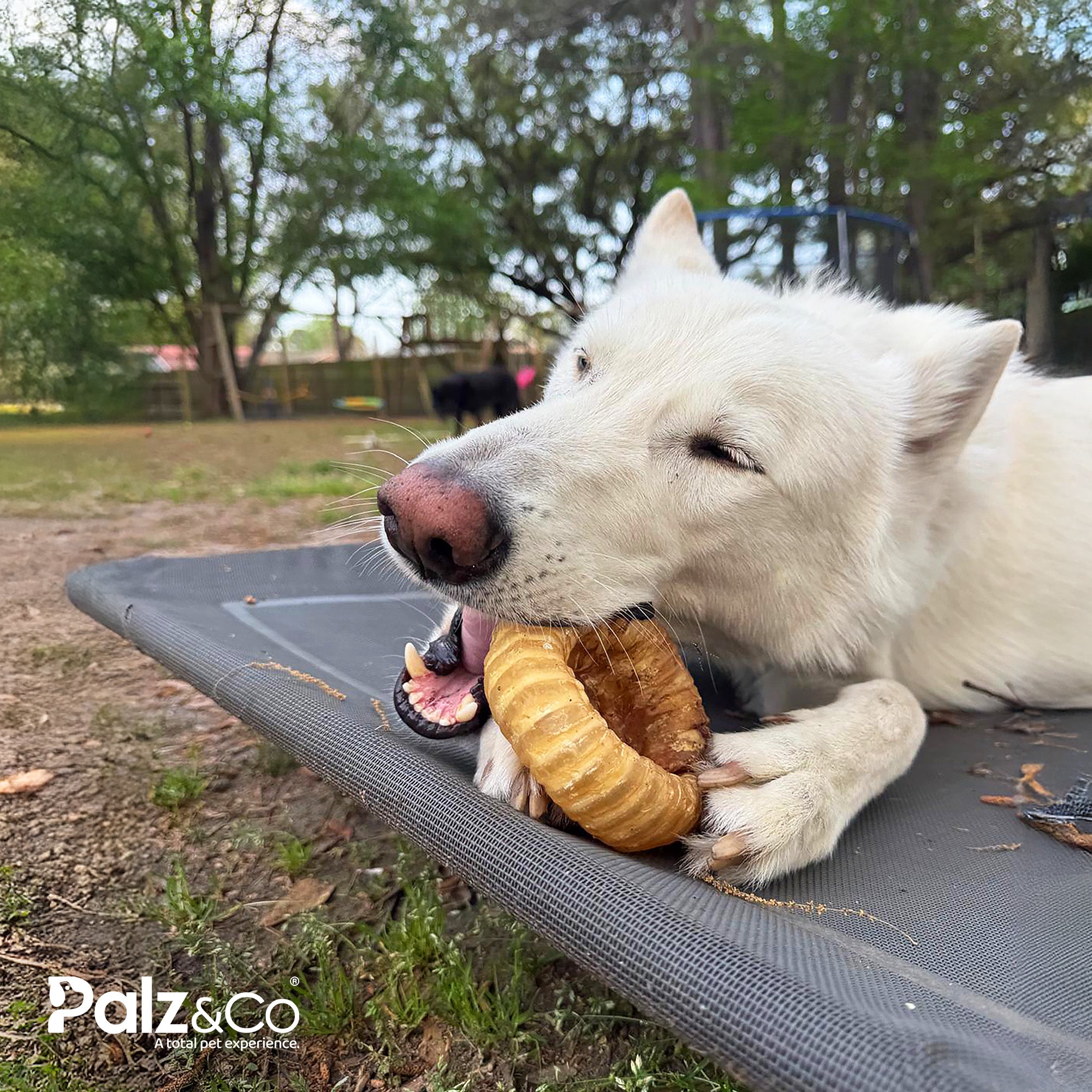 Moodog Trachea Donut - Pack of 1 Secondary image