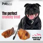 Hogdog Pig Large Ears - Pack of 100