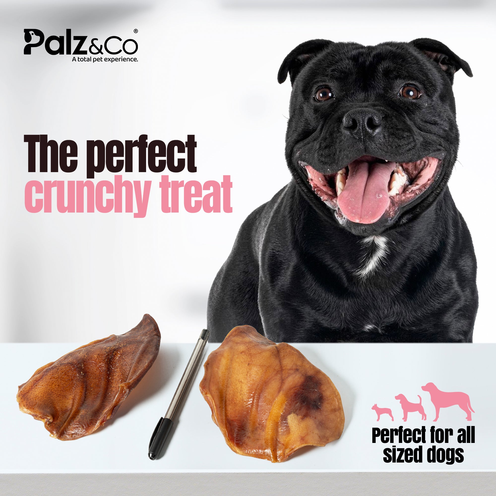 Hogdog Pig Large Ears - Pack of 100