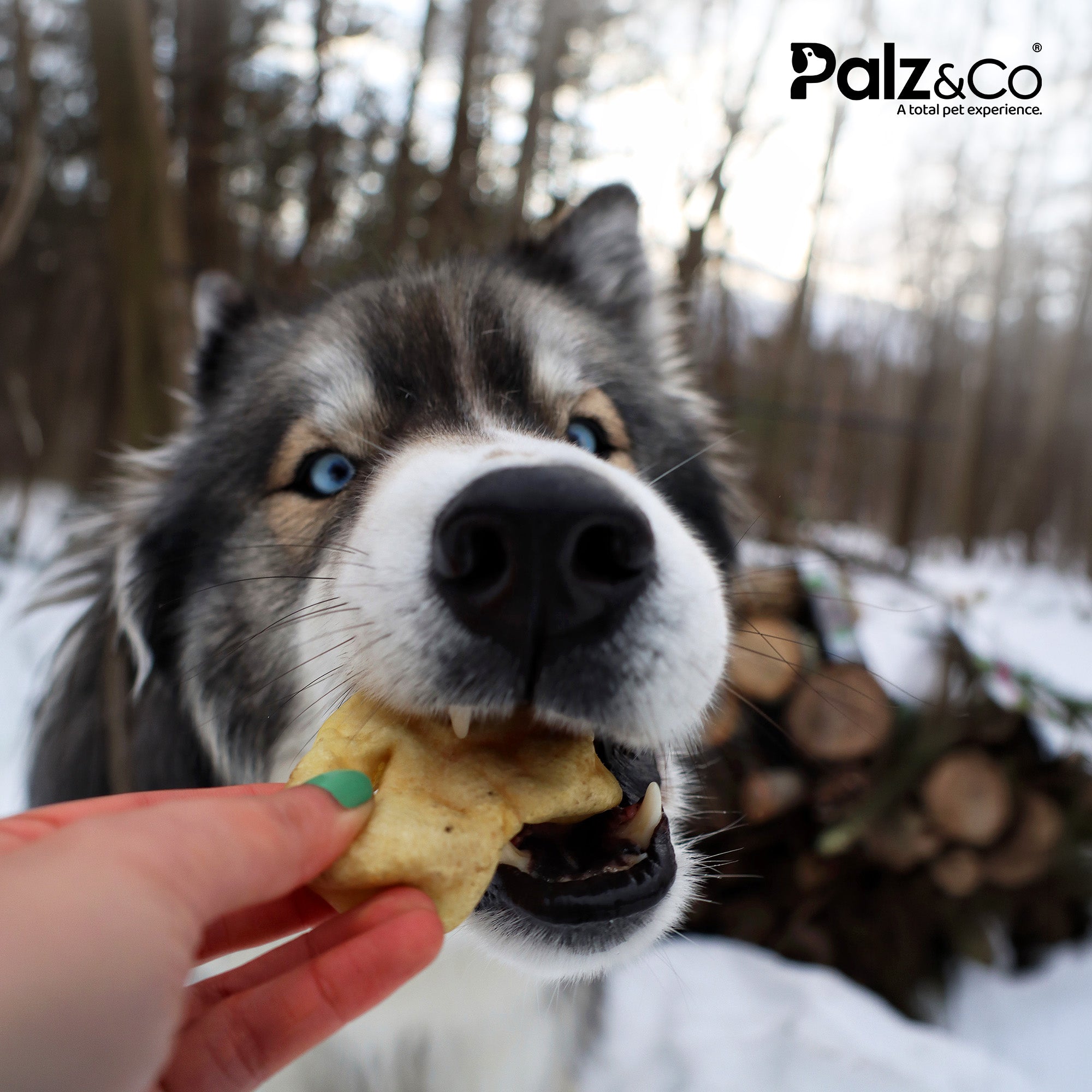 Hogdog Pork Snouts - Pack of 5 Secondary image