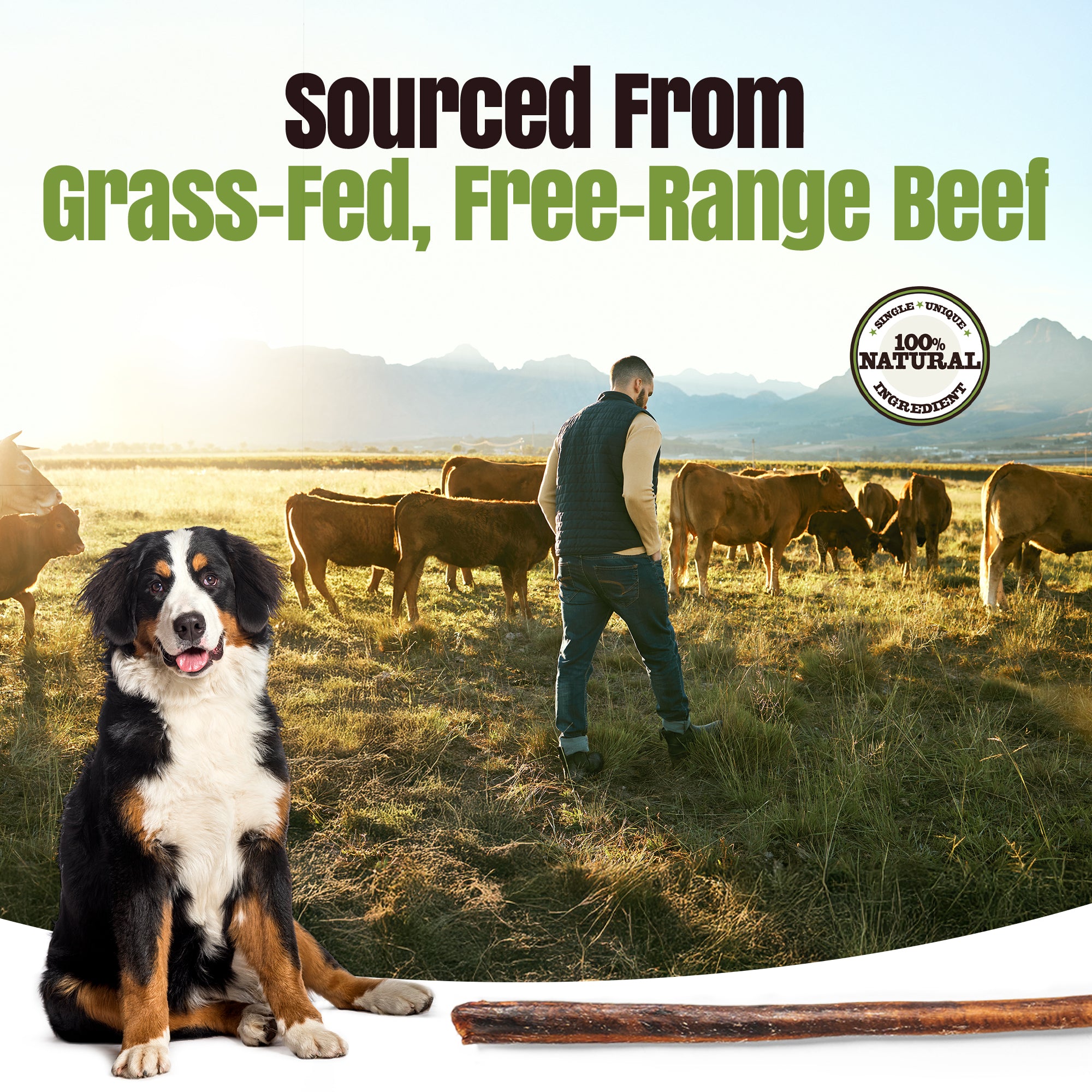 Moodog Beef Cane Bully Stick - Mega 35"