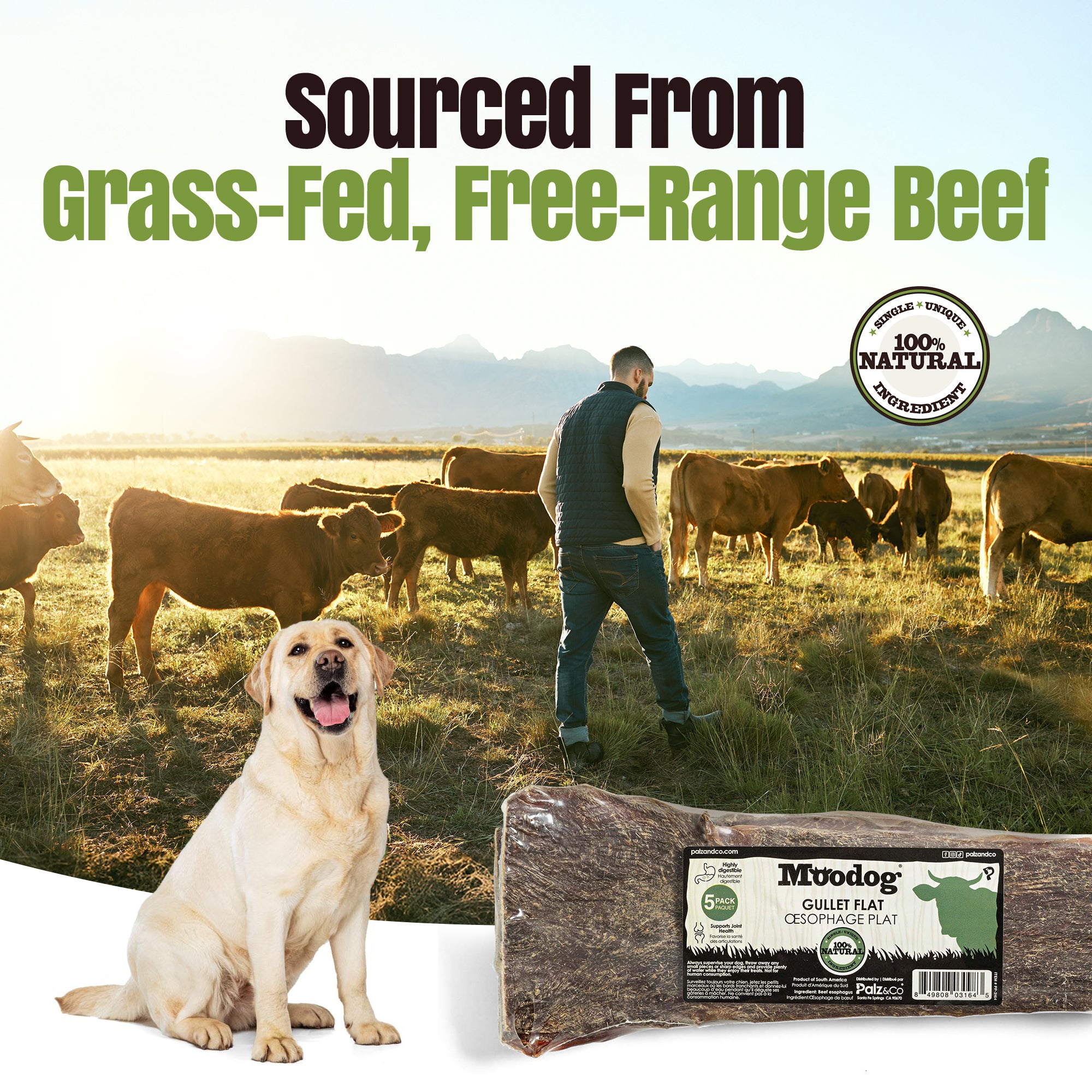 Moodog Flat Beef Gullet 8" - Pack of 5
