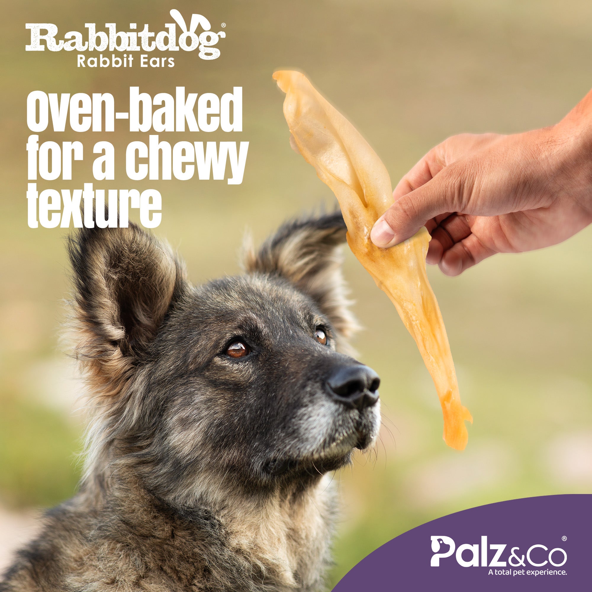 Rabbitdog Rabbit Ears (Without Fur) - Pack of 10, 15, & 25