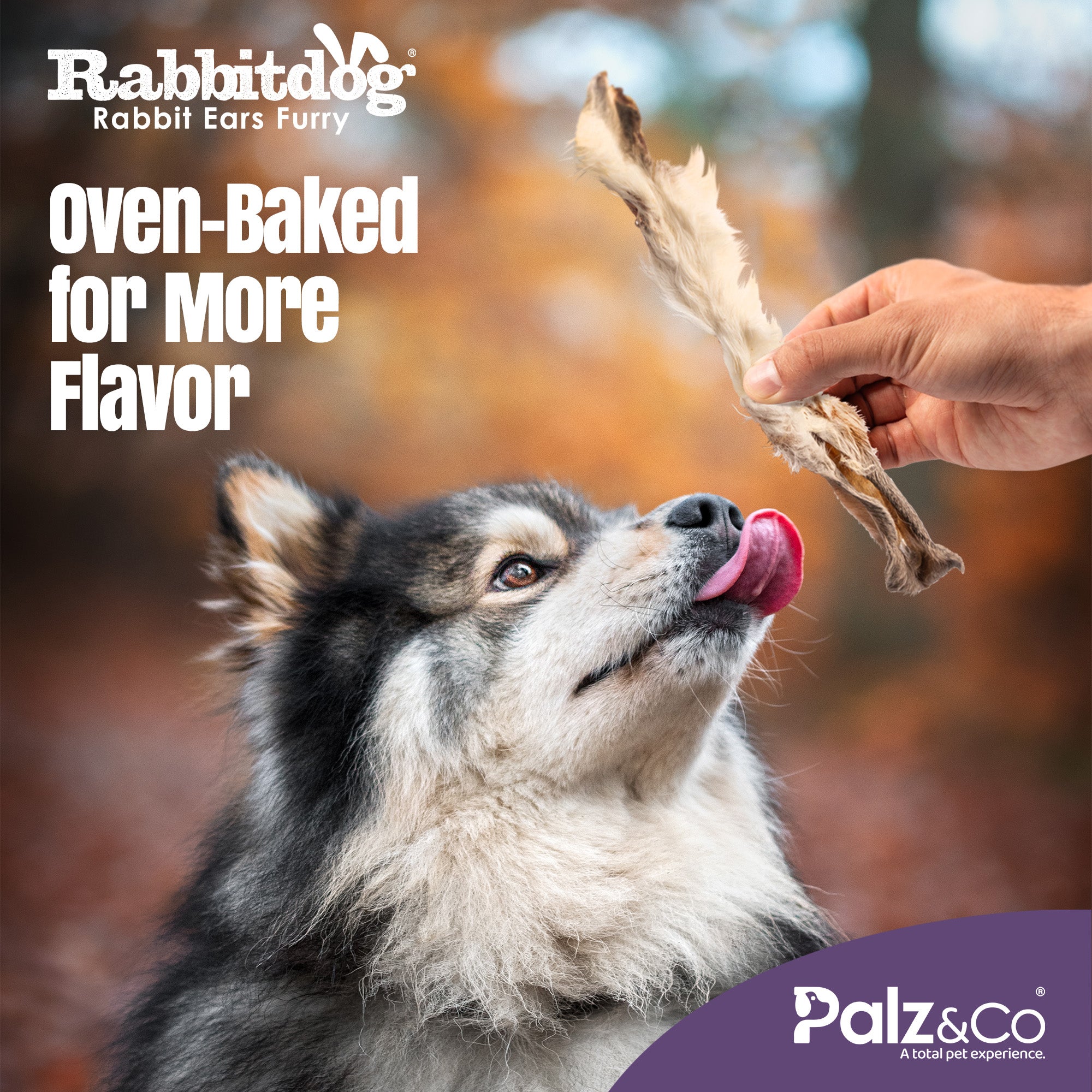 Rabbitdog Rabbit Ears - 2.2 lbs (1kg)