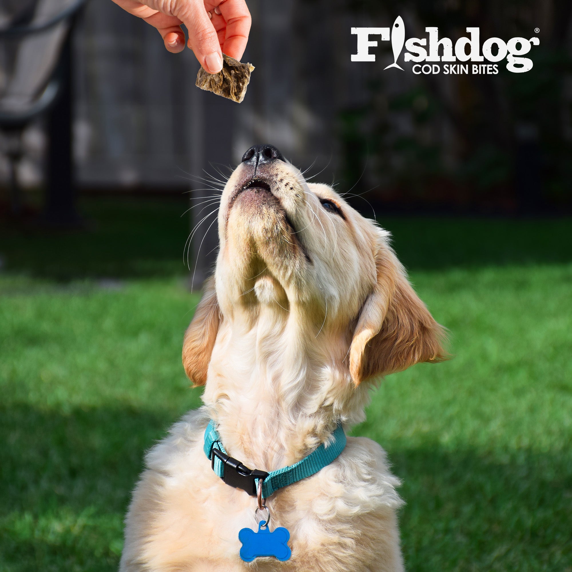 Fishskin Dog Cod Bites Cubes - 2.5 oz