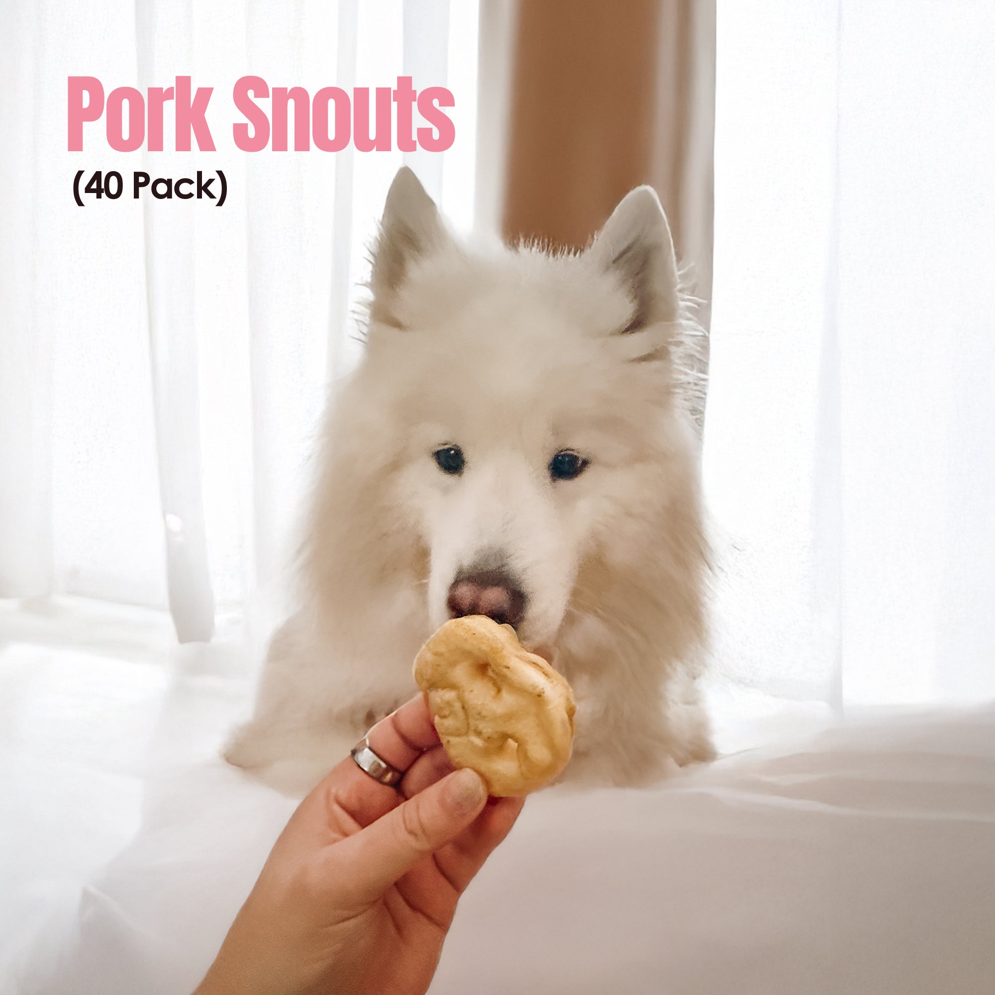 Hogdog Pig Nose Snouts - Pack of 40