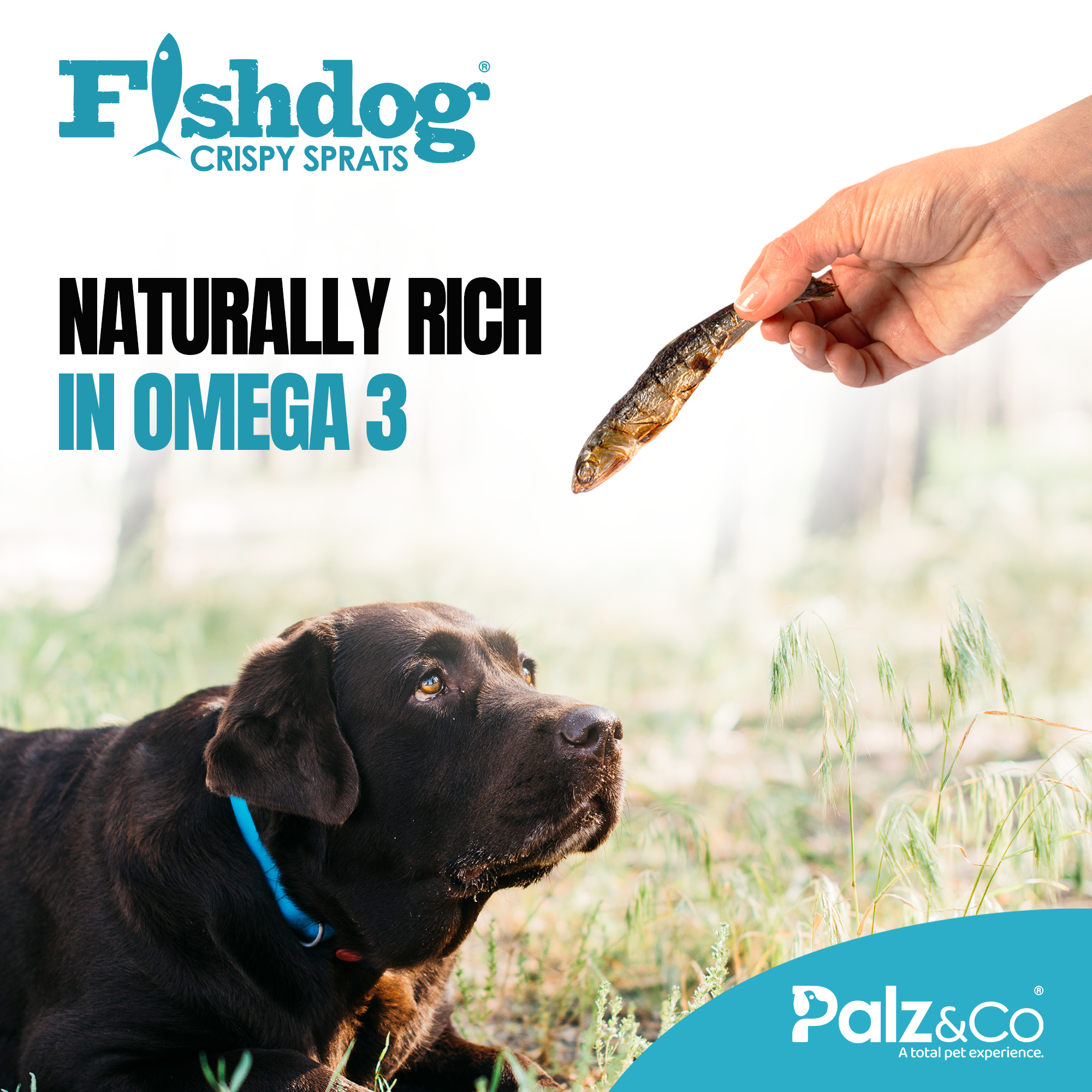 Fishdog Crispy Sprats - 2.5 oz (70g) Secondary image