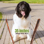 Moodog Beef Cane Bully Stick - Mega 35"