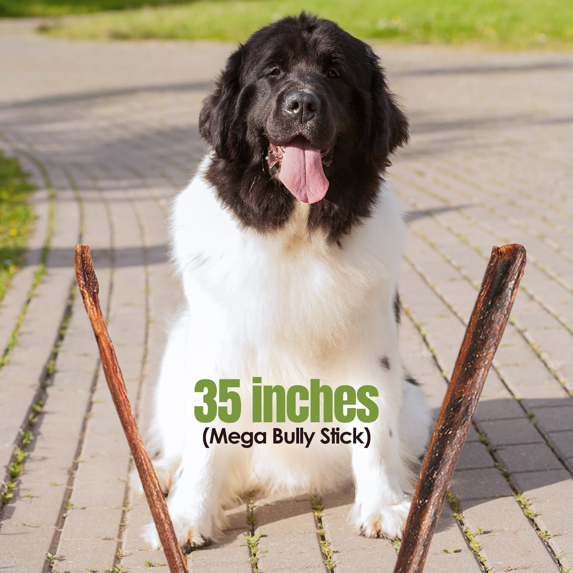 Moodog Beef Cane Bully Stick - Mega 35"