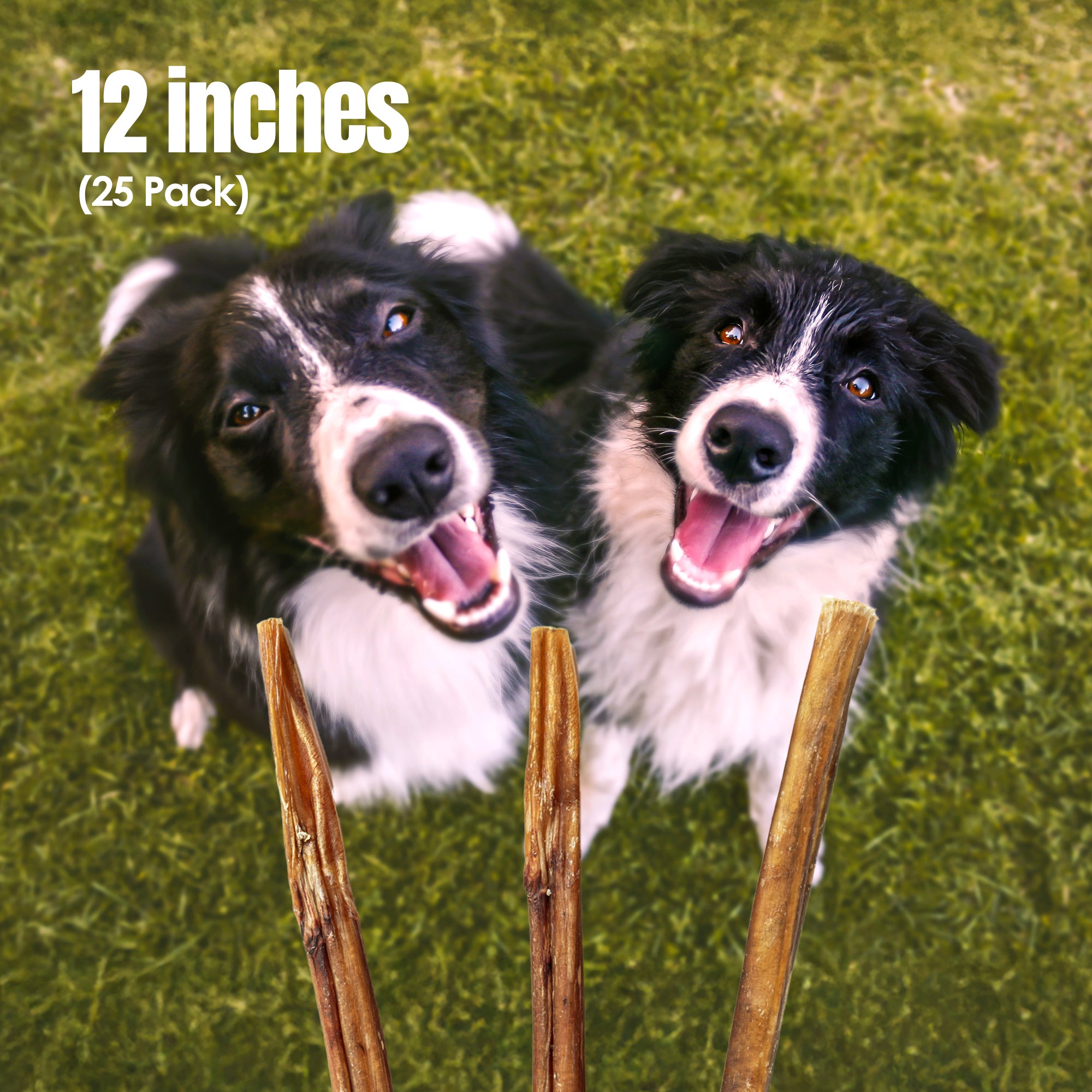 Moodog Beef Standard Bully Sticks 6" & 12" - Pack of 25