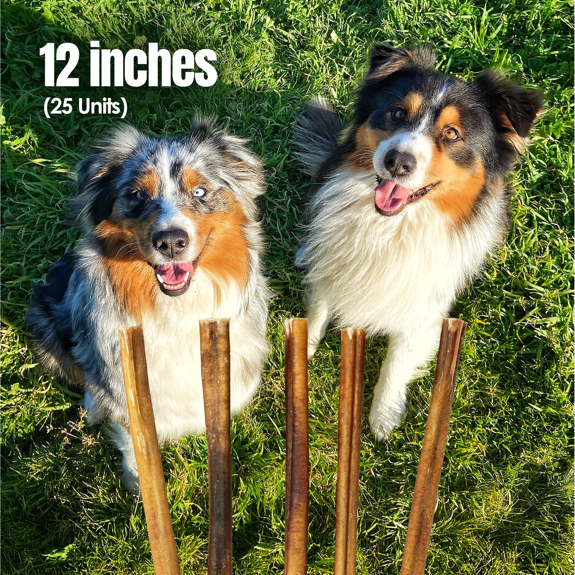 Moodog Beef Thick Bully Sticks 6" & 12" - Pack of 25