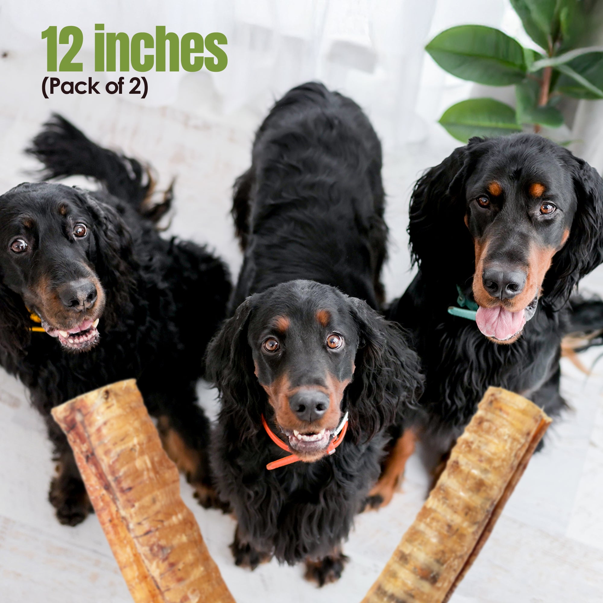 Moodog Beef Trachea Tubes - Pack of 2