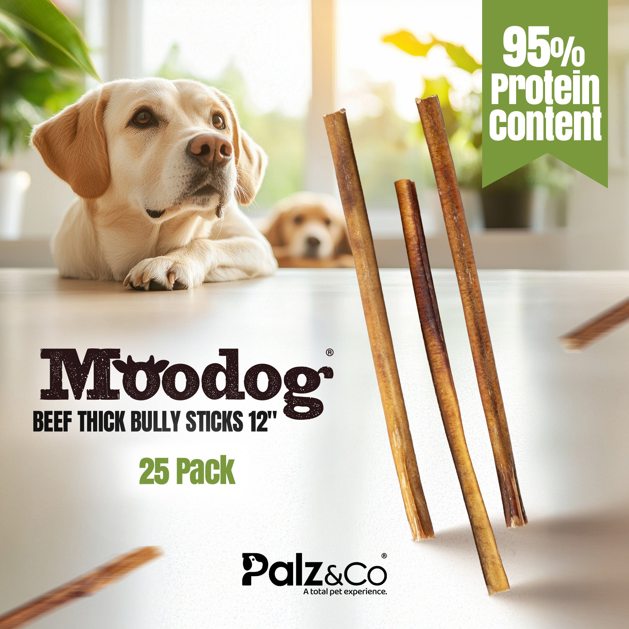 Dog with bully sticks and promotional text for Moodog beef thick bully sticks on a light background