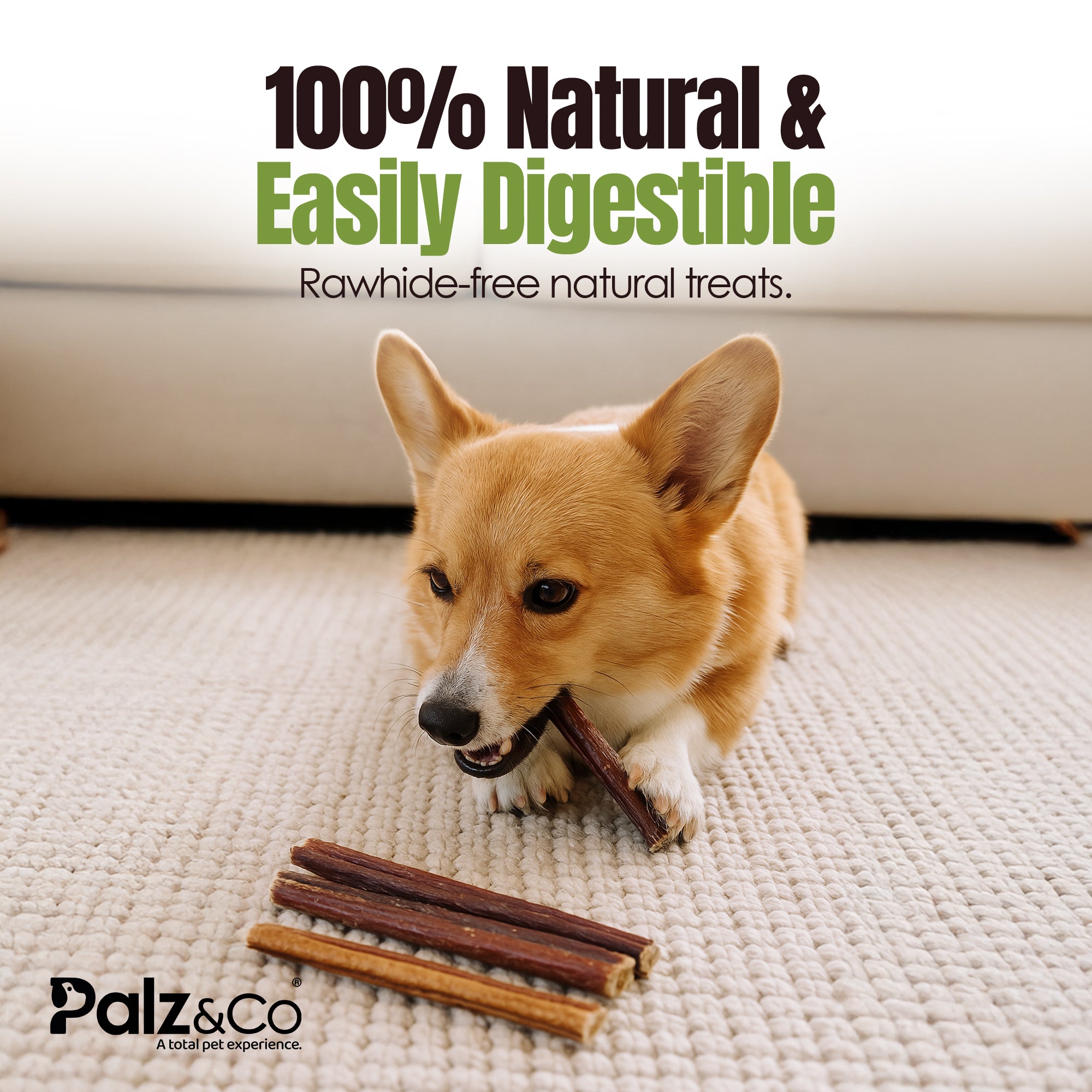 Dog holding a treat with '100% Natural & Easily Digestible' text and 'Palz & Co' branding.