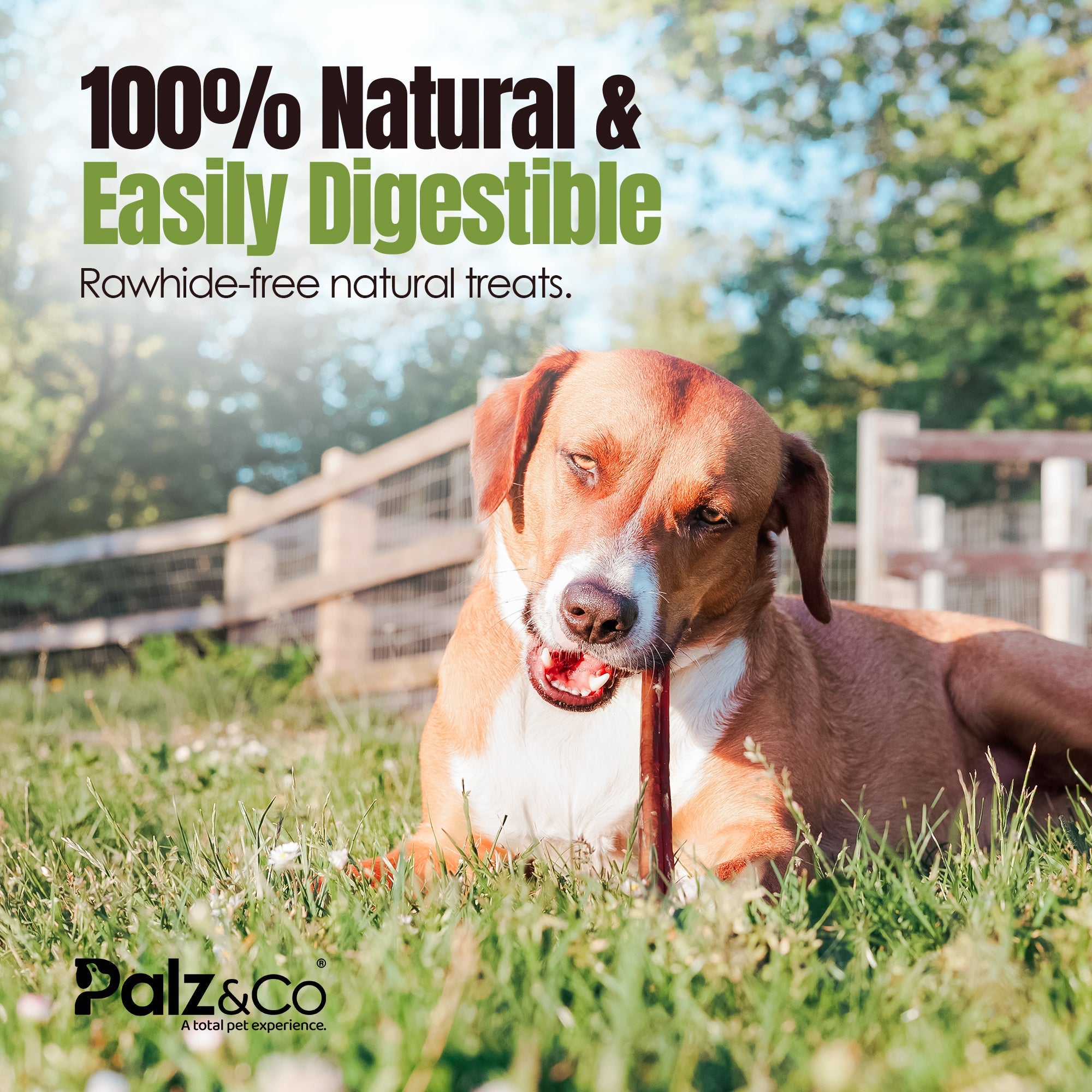 A dog eat bully sticks