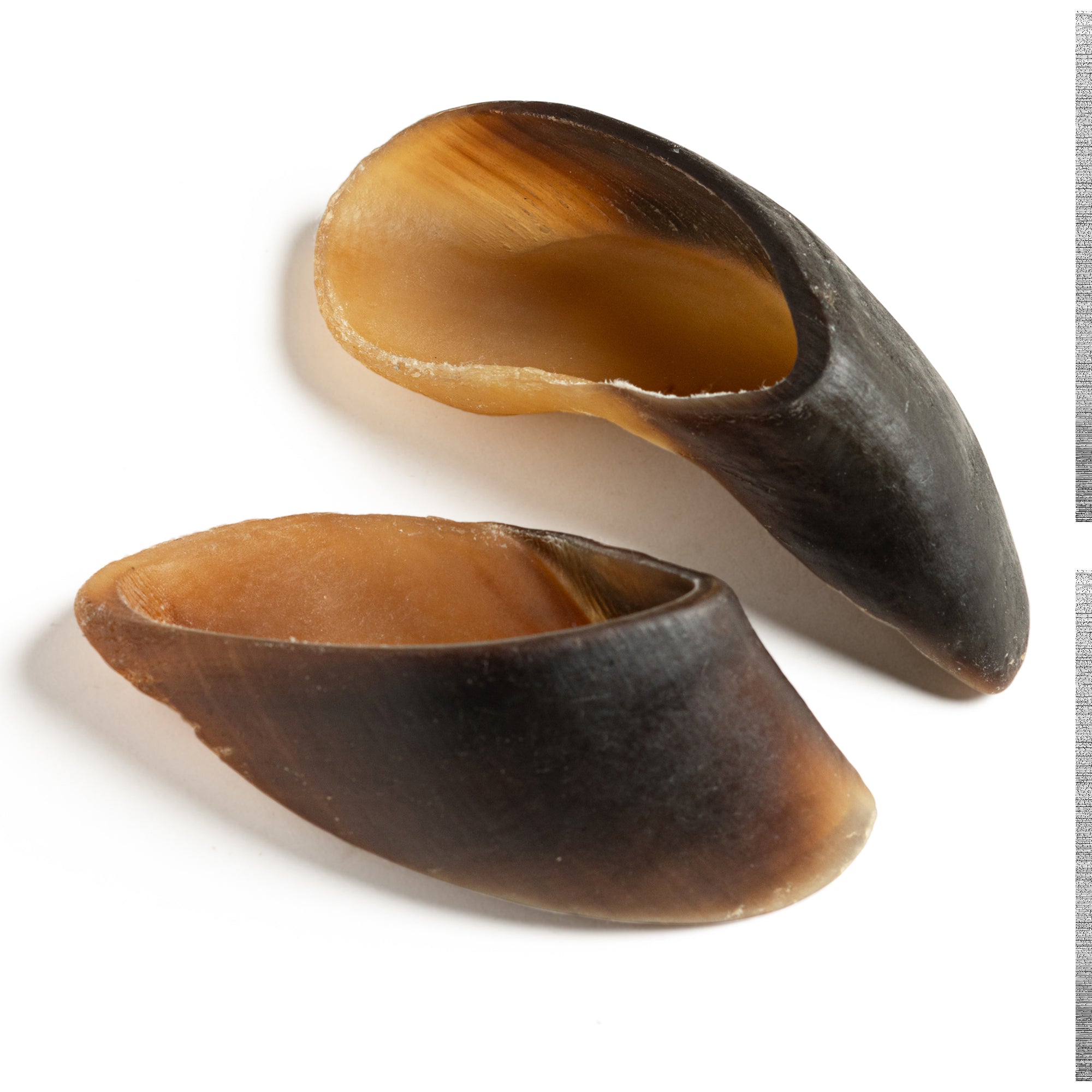 Two horned cups on a white background