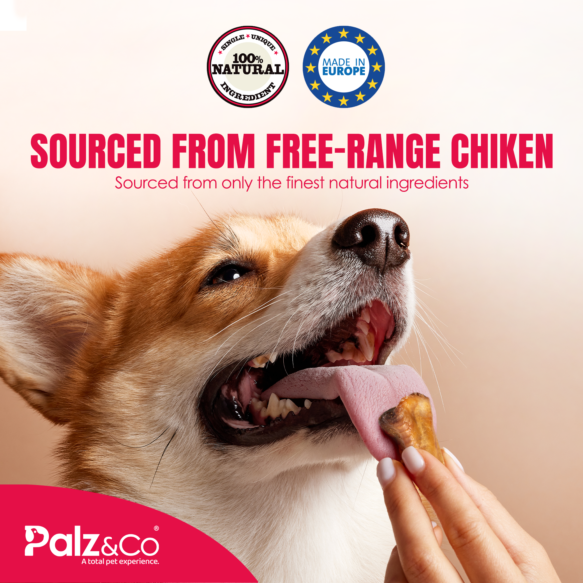 a dog eat chicken knees
