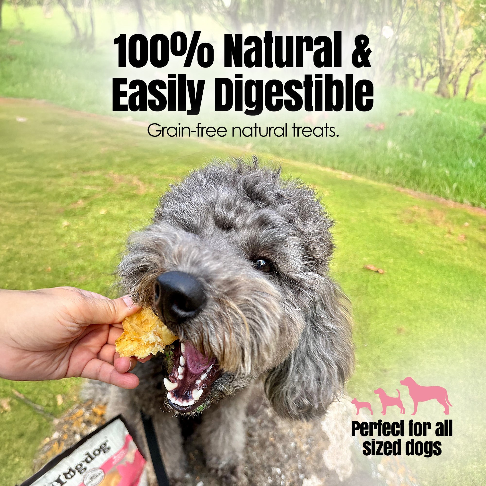 Hogdog Pork Snouts - Pack of 5