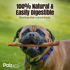 Moodog Beef Monster Bully Stick 6" & 12" - Pack of 25