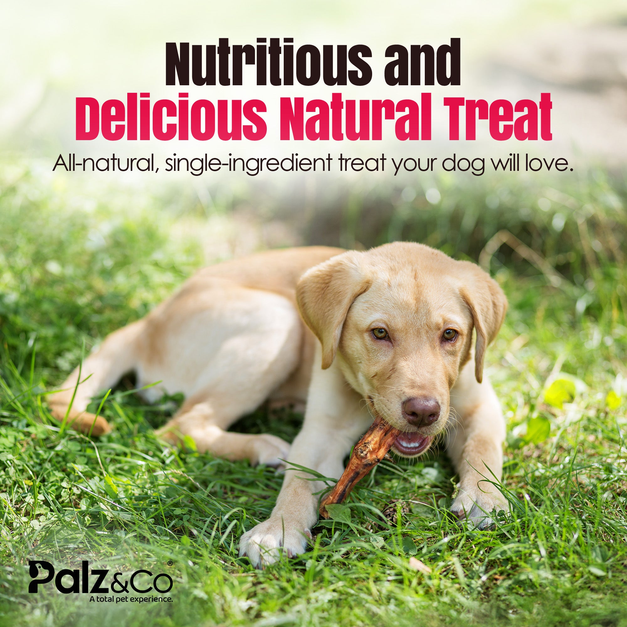 Dog chewing on a treat in the grass with promotional text about a nutritious and delicious natural treat.