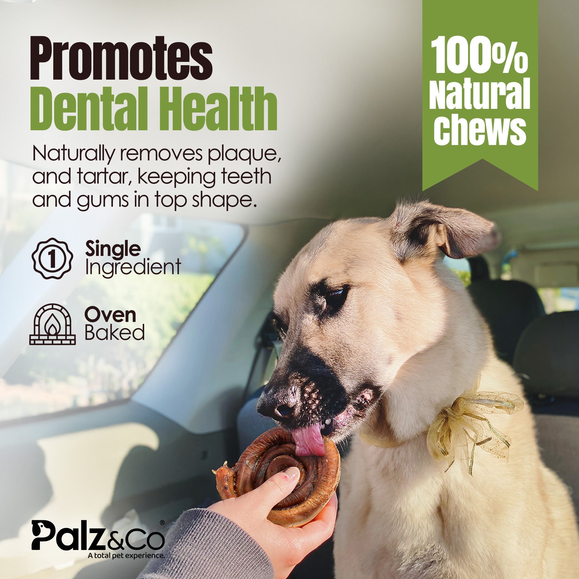 Dog chewing on a treat with text promoting dental health and natural chews, featuring the brand Palz & Co.
