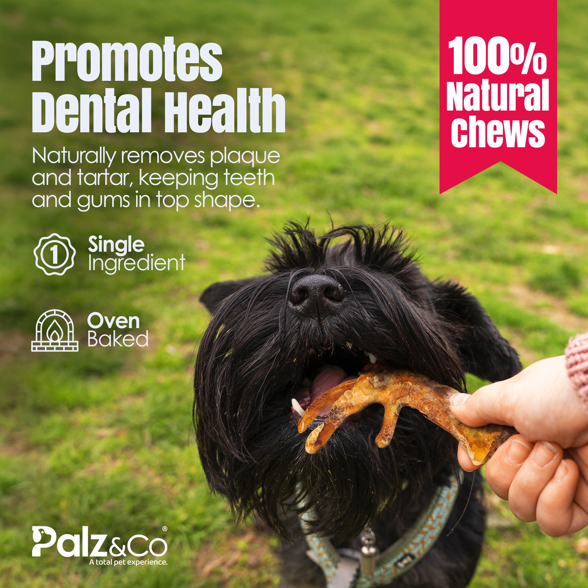 Dog eating a treat with promotional text about dental health and natural chews on a grassy background.