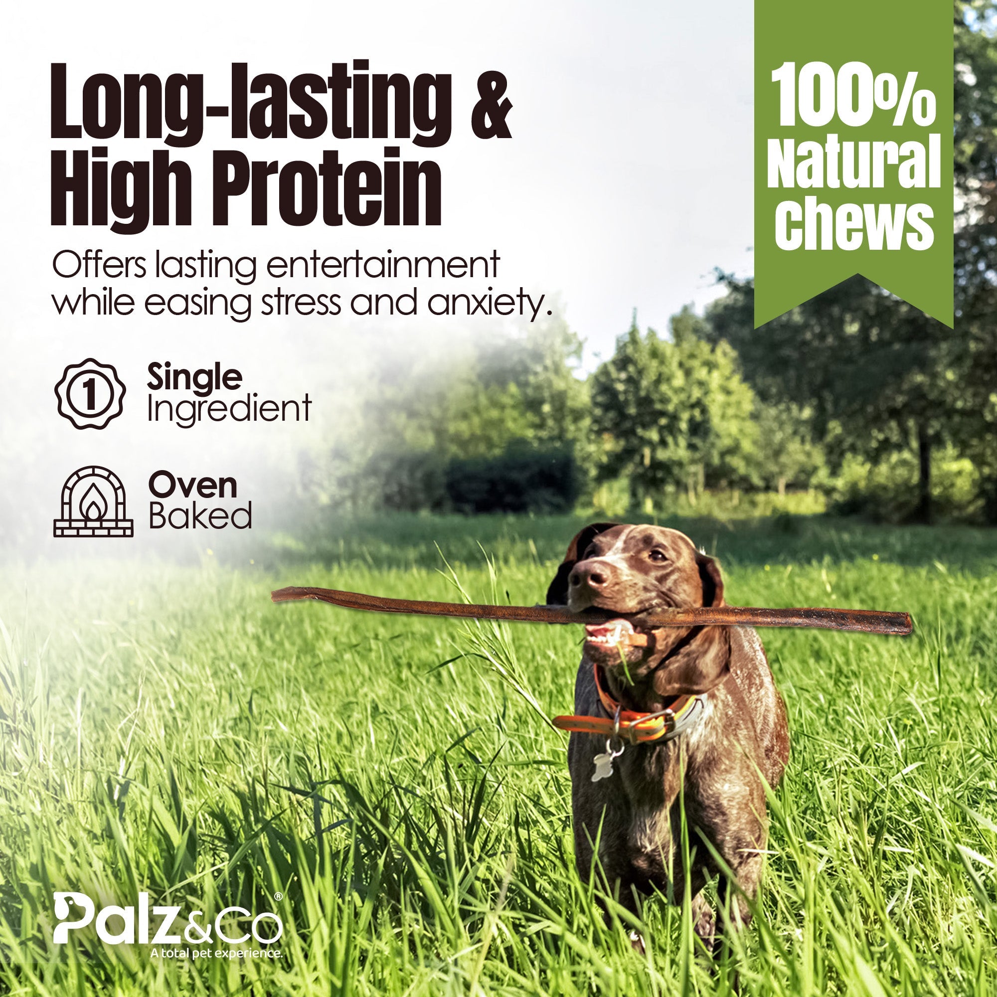 bully sticks with dog