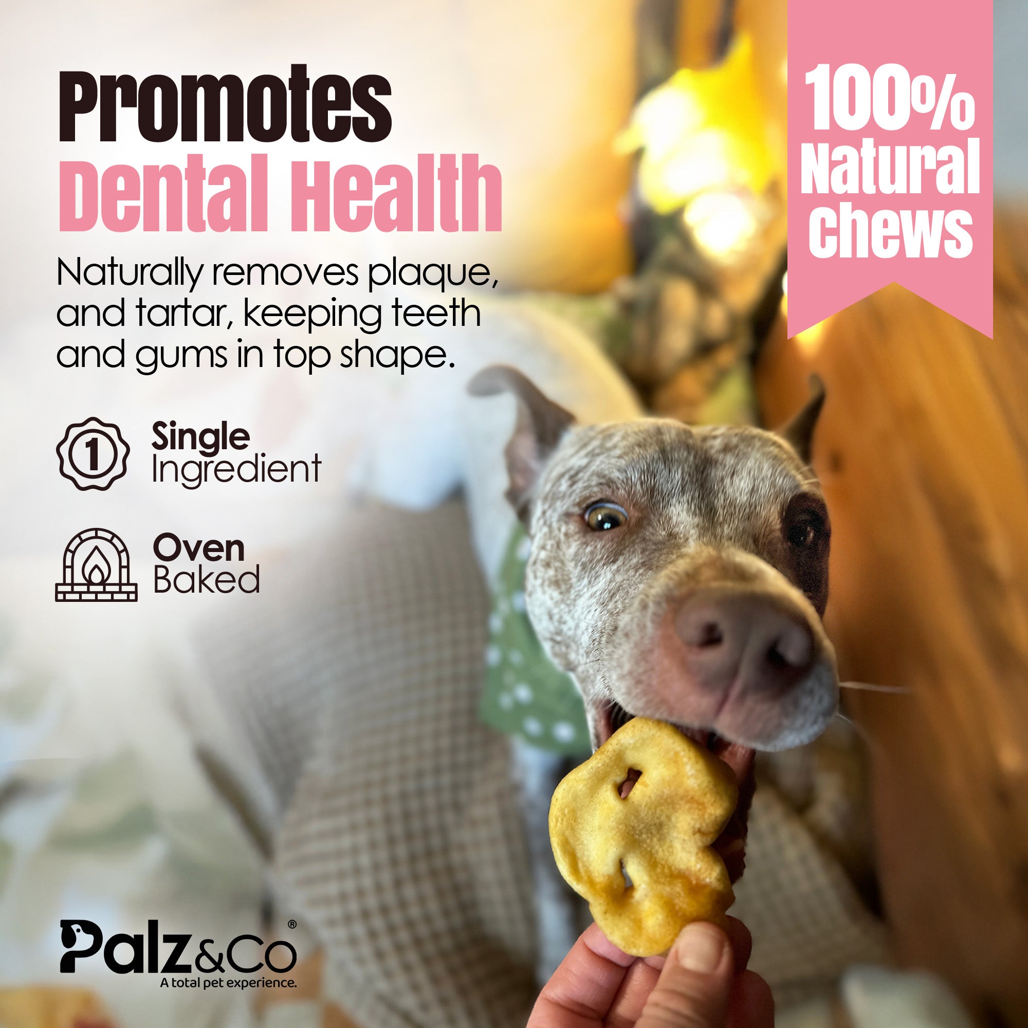Dog holding a treat with promotional text about dental health and natural chews, featuring the brand 'Palz & Co'.